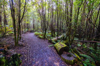 Kinglake Ulusal Parkı 'ndaki Masons Şelalesi yakınlarında, Melbourne, Victoria, Avustralya' da serin bir sonbahar gününde...