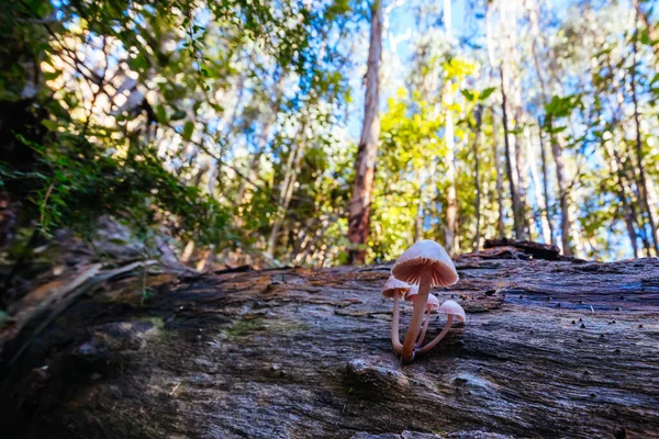 澳大利亚维多利亚州墨尔本 一个凉爽的秋日 生长在金湖国家公园Masons Falls附近的Sugarloaf岭道上的真菌 — 图库照片