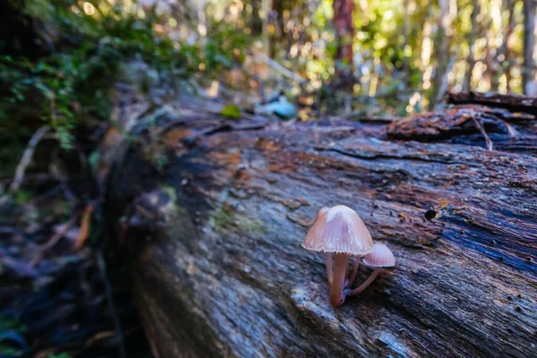 澳大利亚维多利亚州墨尔本 一个凉爽的秋日 生长在金湖国家公园Masons Falls附近的Sugarloaf岭道上的真菌 — 图库照片