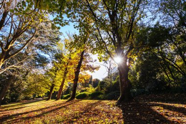 Daylesford Victoria Avustralya 'daki Wombat Hill Botanik Bahçeleri' nde sonbahar öğleden sonra