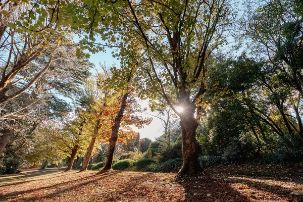 Una Tarde Otoño Wombat Hill Botanic Gardens Daylesford Victoria Australia — Foto de Stock