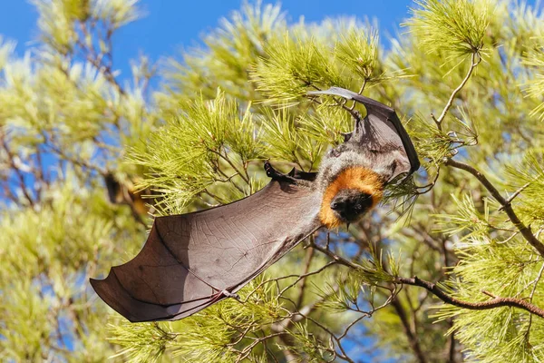 Colônia Raposa Voadora Árvores Cidade Adelaide Sul Austrália Austrália — Fotografia de Stock