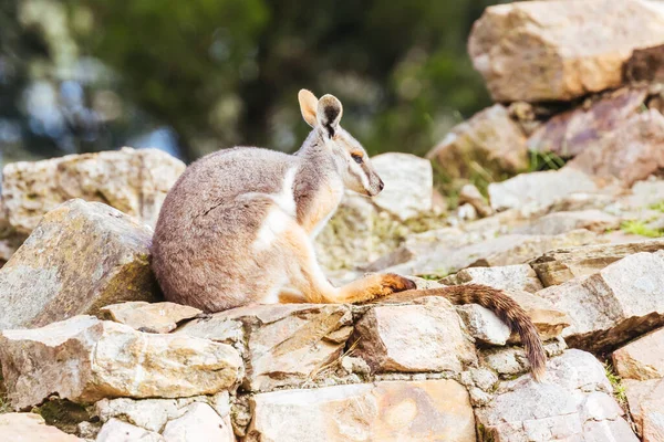 Gul Fot Rock Wallaby Bland Stenar Klippa Ansikte Ett Zoo — Stockfoto