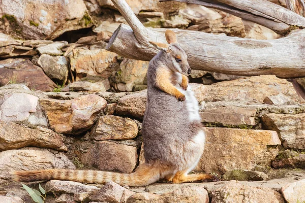 Wallaby Patas Amarillas Entre Rocas Una Cara Acantilado Zoológico Australia —  Fotos de Stock
