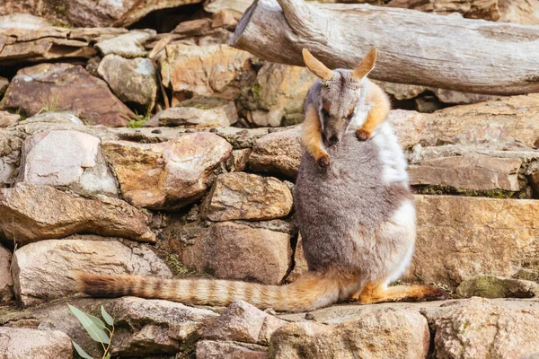 Yellow Footed Rock Wallaby Amongst Rocks Cliff Face Zoo Australia — Stock Photo, Image