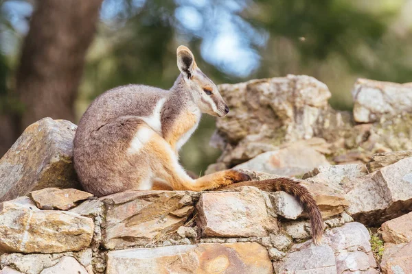 Gul Fot Rock Wallaby Bland Stenar Klippa Ansikte Ett Zoo — Stockfoto