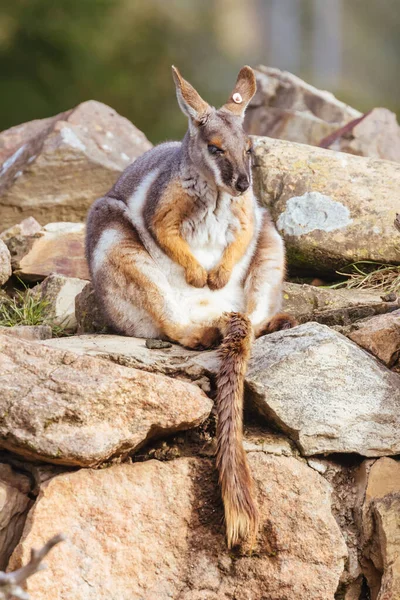 Avustralya Bir Hayvanat Bahçesinde Kayalıkların Arasında Sarı Ayaklı Kaya Valabisi — Stok fotoğraf