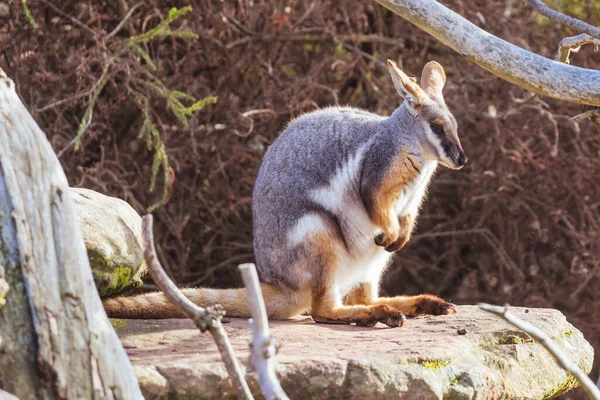 Avustralya Bir Hayvanat Bahçesinde Kayalıkların Arasında Sarı Ayaklı Kaya Valabisi — Stok fotoğraf