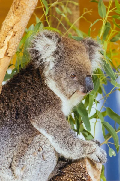 Avustralya Bir Hayvanat Bahçesindeki Ağaçta Yiyecek Arayan Meraklı Bir Koala — Stok fotoğraf