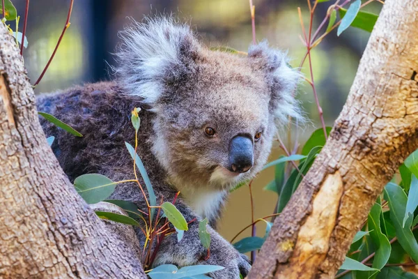 Inquisitive Koala Looking Food Tree Zoo Australia — Stock Photo, Image