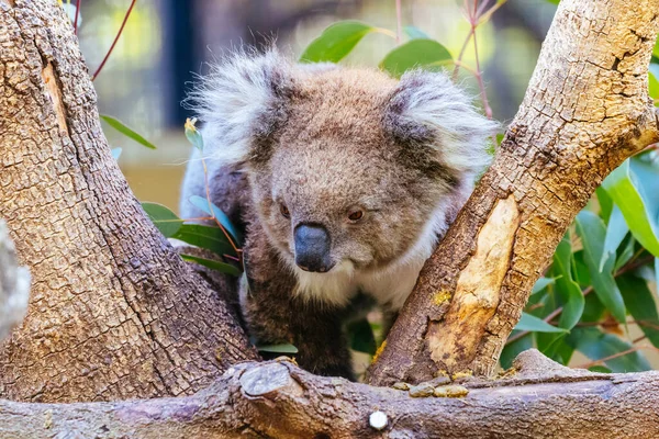 Koala Curieux Recherche Nourriture Dans Arbre Dans Zoo Australie — Photo