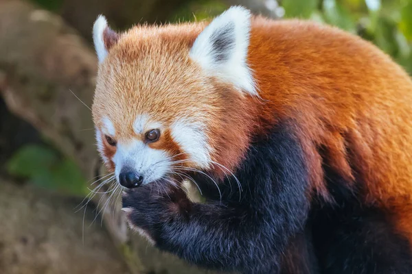 Curioso Panda Rojo Zoológico Australia — Foto de Stock