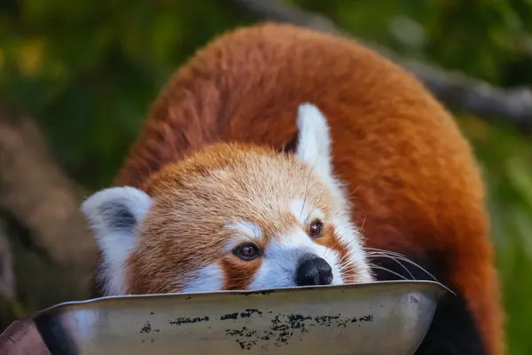 Curioso Panda Rojo Zoológico Australia — Foto de Stock