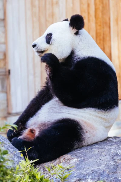 Panda Gigante Entorno Zoológico Australia — Foto de Stock