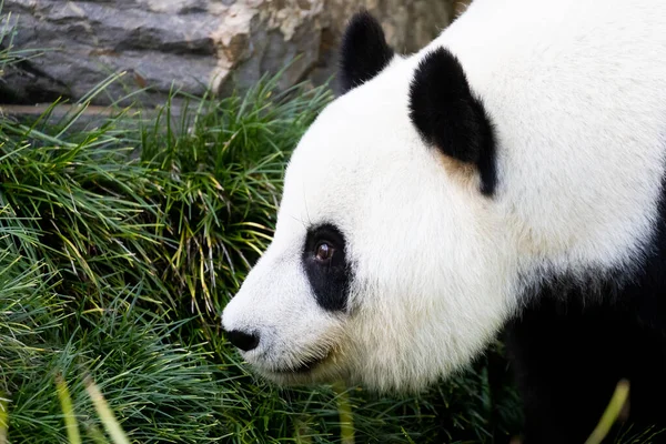 Panda Gigante Entorno Zoológico Australia —  Fotos de Stock