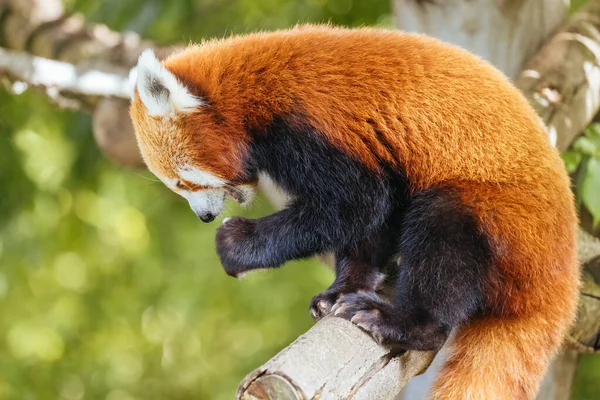 Ein Neugieriger Roter Panda Einem Zoo Australien lizenzfreie Stockbilder