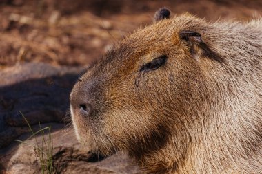 Avustralya 'da bir hayvanat bahçesinde Capybara