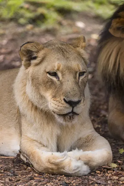 Африканский Лев Лежит Траве Жаркий День Зоопарке Австралии — стоковое фото