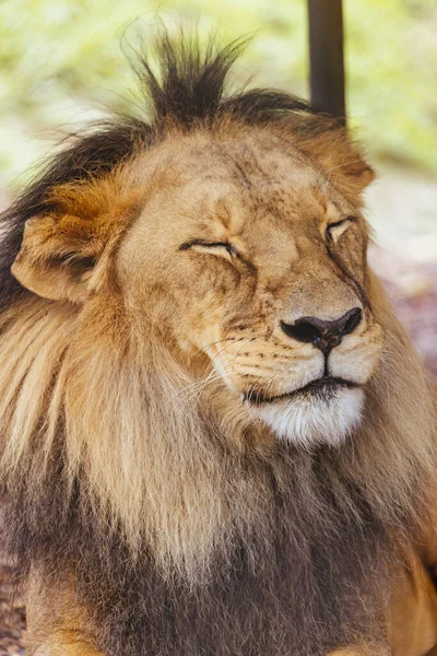 オーストラリアの動物園で暑い日に草の上にアフリカのライオンが横たわっています — ストック写真