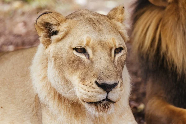 Africký Lev Leží Trávě Horkého Dne Zoo Austrálii — Stock fotografie