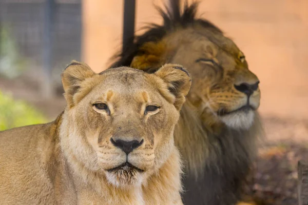 Ein Afrikanischer Löwe Liegt Einem Heißen Tag Einem Australischen Zoo — Stockfoto