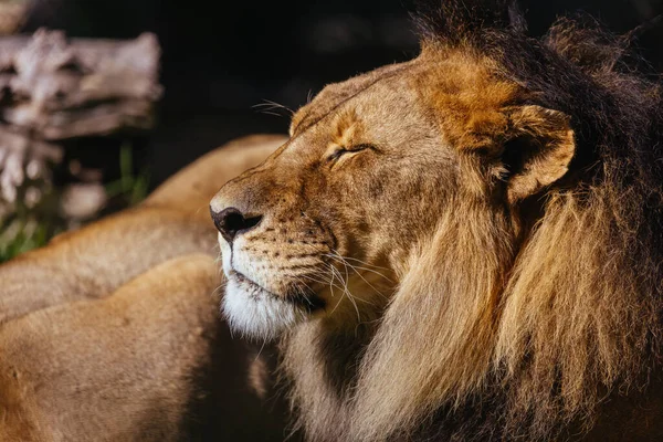 Африканский Лев Лежит Траве Жаркий День Зоопарке Австралии — стоковое фото