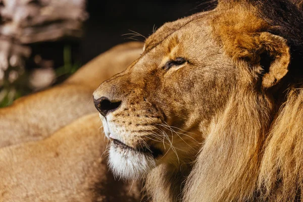 Ein Afrikanischer Löwe Liegt Einem Heißen Tag Einem Australischen Zoo — Stockfoto