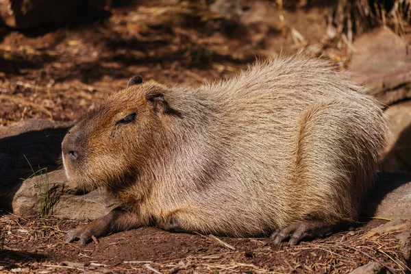 Capybara Dans Zoo Australie — Photo