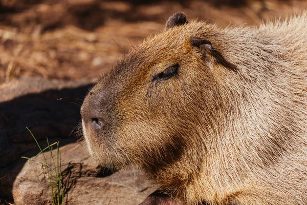 Capybara Dans Zoo Australie — Photo