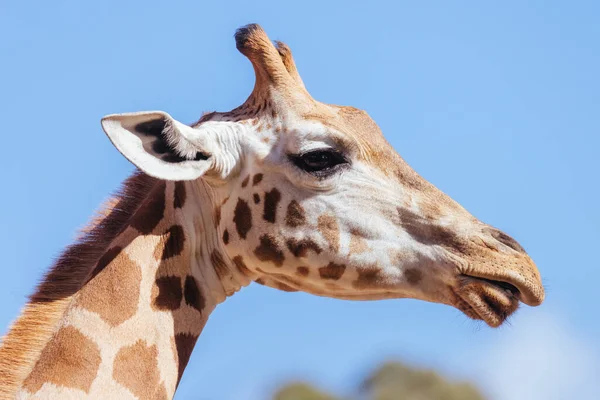Giraffe Gefangenschaft Einem Zoo Australien — Stockfoto