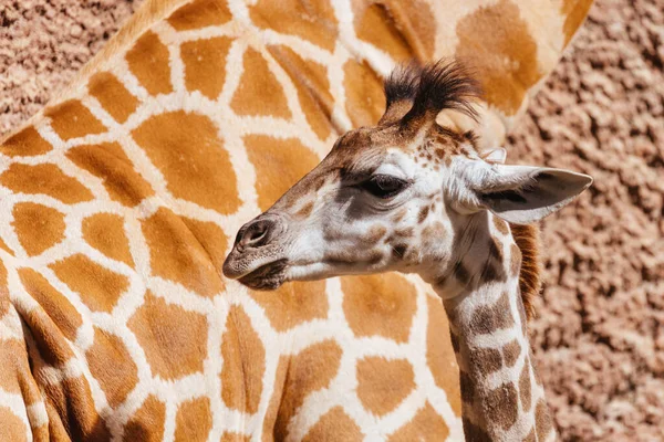 Giraffe Captivity Zoo Australia — Stock Photo, Image