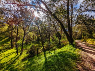 Avustralya 'nın kırsal kesiminde Kinglake' de Arthurs Creek, Victoria, Avustralya yakınlarında.