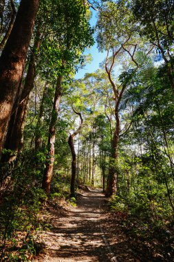 Kondalilla Şelalesi Pisti, Kondalilla Ulusal Parkı 'nda Montville yakınlarında güneşli bir kış günüdür.