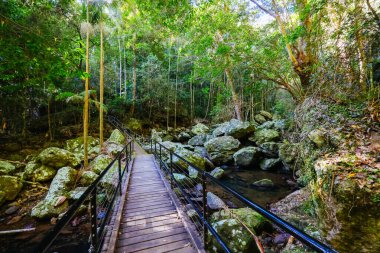 Kondalilla Şelalesi Pisti, Kondalilla Ulusal Parkı 'nda Montville yakınlarında güneşli bir kış günüdür.