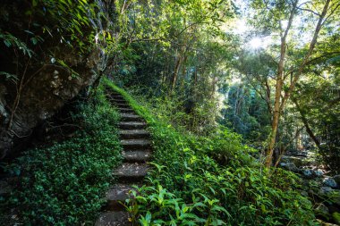Kondalilla Şelalesi Pisti, Kondalilla Ulusal Parkı 'nda Montville yakınlarında güneşli bir kış günüdür.