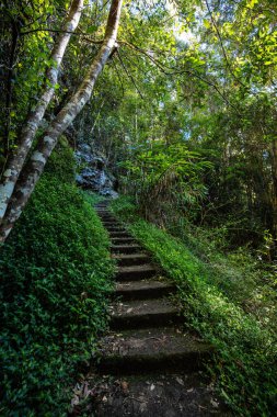 Kondalilla Şelalesi Pisti, Kondalilla Ulusal Parkı 'nda Montville yakınlarında güneşli bir kış günüdür.