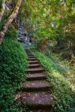 Kondalilla Şelalesi Pisti, Kondalilla Ulusal Parkı 'nda Montville yakınlarında güneşli bir kış günüdür.