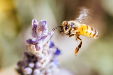 Güneşli bahar gününde Axedale, Victoria, Avustralya 'da lavantadan polen toplayan bir arının yakın plan çekimi.