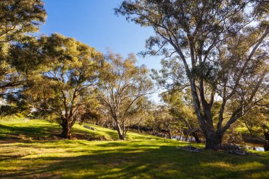Victoria, Avustralya 'da Axedale yakınlarında güneşli bir ilkbahar öğleden sonrasında Campaspe Nehri üzerindeki nehir manzarası.