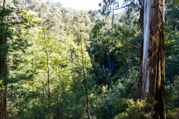 Wombelano Falls Kinglake National Park Een Koele Lentedag Melbourne Victoria Rechtenvrije Stockfoto's