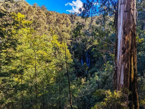 Wombelano Falls Kinglake Nemzeti Park Egy Hűvös Tavaszi Napon Melbourne Stock Fotó