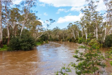 MELBOURNE, AUSTRALIA - 08 Ekim 2023 'te Warrandyte, Victoria, Avustralya' da meydana gelen bahar fırtınaları sonrasında Yarra Nehri Warrandyte River Reserve 'deki kıyılarını yıktı.