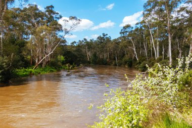 MELBOURNE, AUSTRALIA - 08 Ekim 2023 'te Warrandyte, Victoria, Avustralya' da meydana gelen bahar fırtınaları sonrasında Yarra Nehri Warrandyte River Reserve 'deki kıyılarını yıktı.
