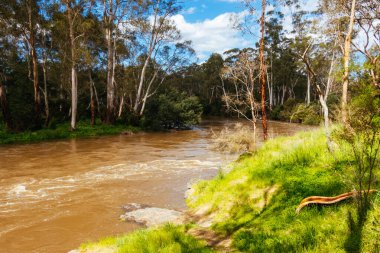 MELBOURNE, AUSTRALIA - 08 Ekim 2023 'te Warrandyte, Victoria, Avustralya' da meydana gelen bahar fırtınaları sonrasında Yarra Nehri Warrandyte River Reserve 'deki kıyılarını yıktı.