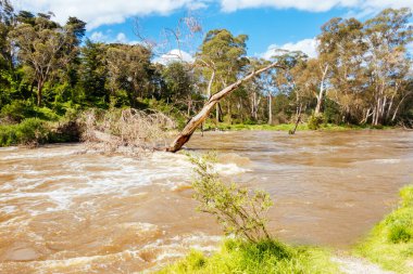 MELBOURNE, AUSTRALIA - 08 Ekim 2023 'te Warrandyte, Victoria, Avustralya' da meydana gelen bahar fırtınaları sonrasında Yarra Nehri Warrandyte River Reserve 'deki kıyılarını yıktı.