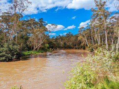 MELBOURNE, AUSTRALIA - 08 Ekim 2023 'te Warrandyte, Victoria, Avustralya' da meydana gelen bahar fırtınaları sonrasında Yarra Nehri Warrandyte River Reserve 'deki kıyılarını yıktı.