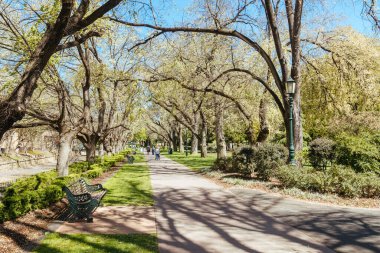 Meşhur Rosalind Bahçeleri Bendigo, Victoria, Avustralya 'da ılık bir bahar sabahı