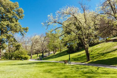 Meşhur Rosalind Bahçeleri Bendigo, Victoria, Avustralya 'da ılık bir bahar sabahı