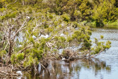 Avustralya Beyaz Ibis ve Somers Coolart Wetlands ve Homestead 'deki yuva alanları Mornington Yarımadası' nda sıcak bir bahar günü, Victoria, Avustralya