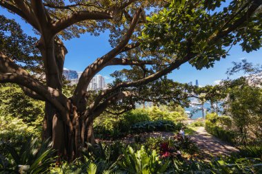 Wendy Whiteleys 'in Gizli Bahçesi Lavender Bay, Sydney, New South Wales, Avustralya' da ılık bir yaz sabahı